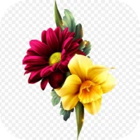 Flower Images